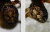 Steatoda bipunctata